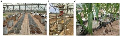 Responses of the maize rhizosphere soil environment to drought-flood abrupt alternation stress